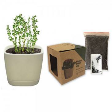 Hobby Planting Kit (Thyme)