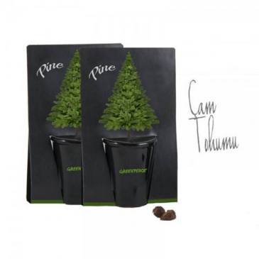 Hobby Planting Kit (Pine)