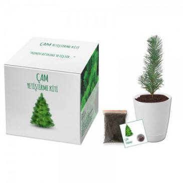 Growing Kit (Pine)