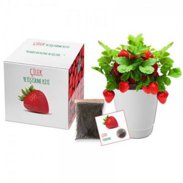 Growing Kit (Strawberry)