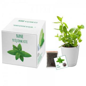 Growing Kit (Mint)
